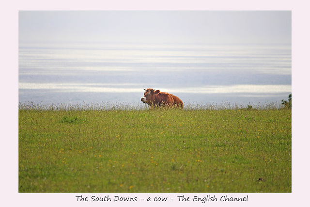 The South Downs - a cow - The English Channel - Friston - 27.6.2016