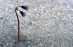 Fleurs de soldanelle - Vorarlberg - Autriche