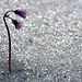 Fleurs de soldanelle - Vorarlberg - Autriche