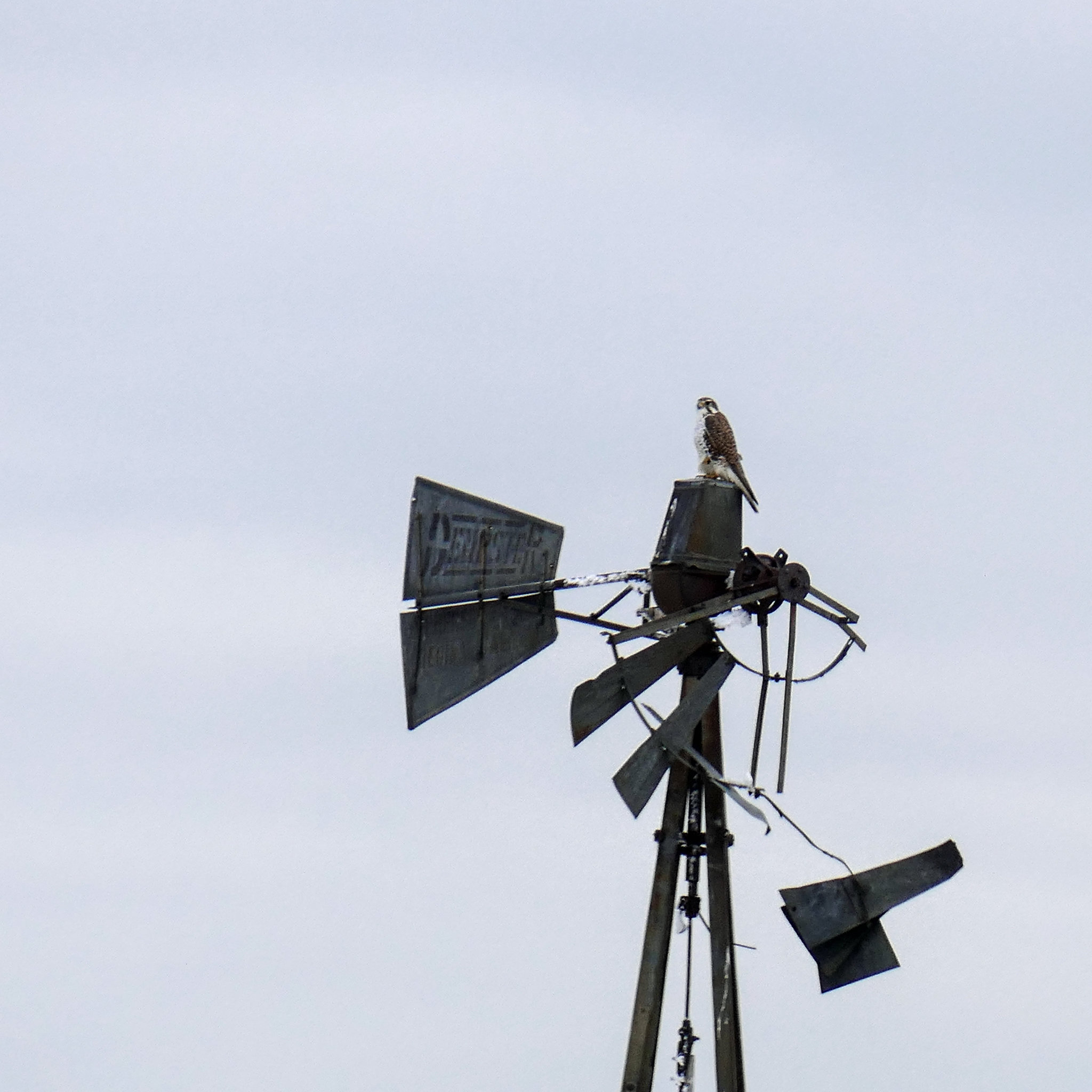 prairie falcon perched on an old wind pump