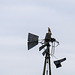 Prairie Falcon perched on an old wind pump