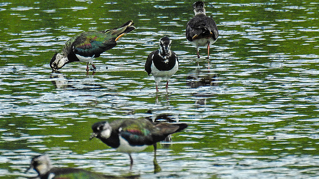 20180628 4115CPw [D~MS] Kiebitz, Rieselfelder Münster