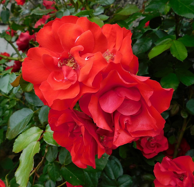 Rouges...Pour Marie-Claire avec tout notre soutien !