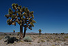 Yucca brevifolia, Joshua tree, Death Valley USA