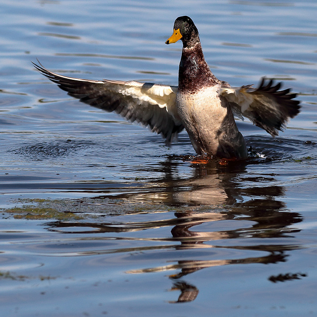 EOS 6D Peter Harriman 10 51 42 02658 Mallard2 dpp