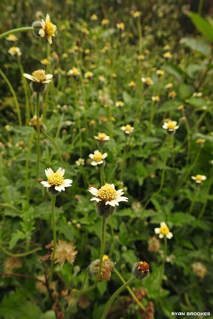 20191215-1645 Tridax procumbens L.