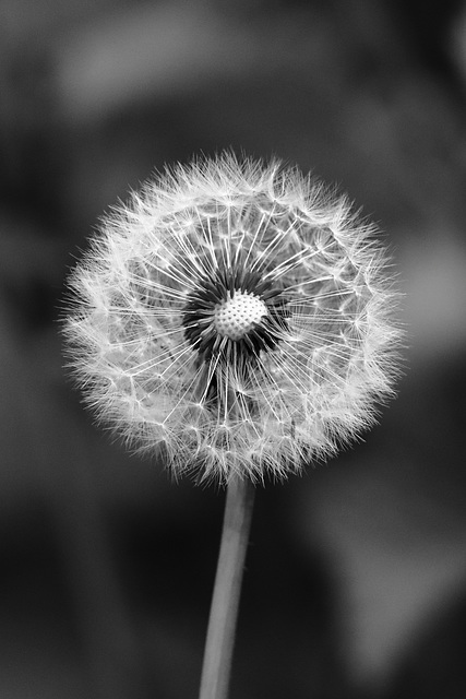 EOS 90D Peter Harriman 12 52 58 23152 Dandelion dpp