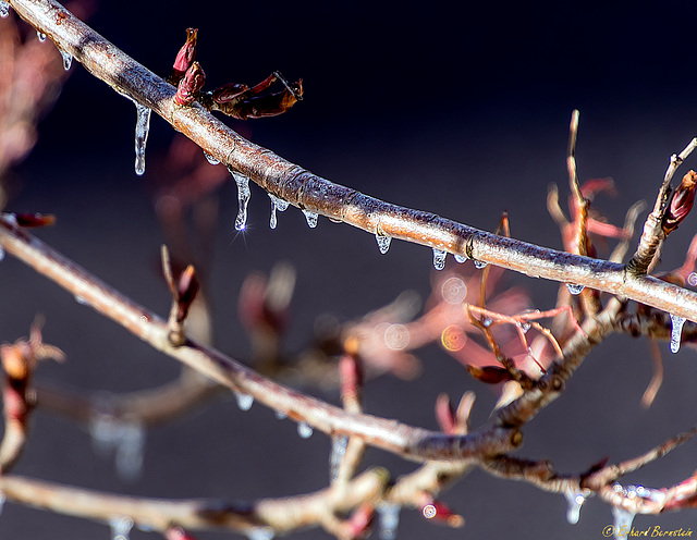 Baum vorm Fenster: Winterruhe