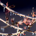 Baum vorm Fenster: Winterruhe