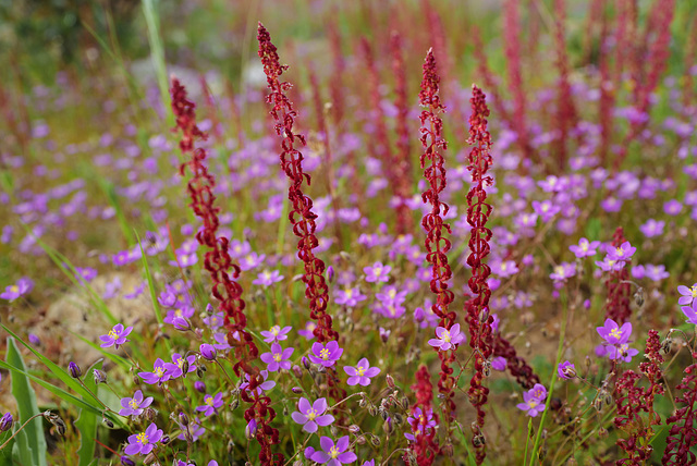 Rumex bucephalophorus...