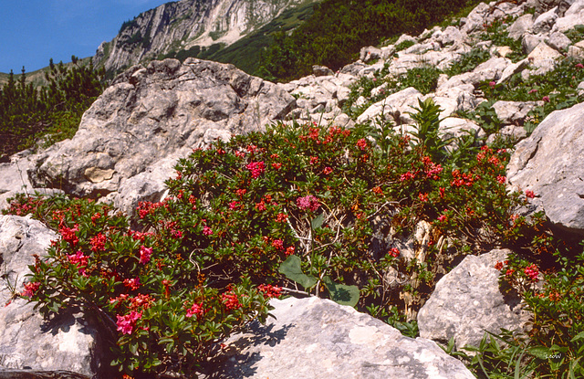 Bewimperte Alpenrose --Rhododendron hirsutum --