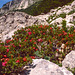 Bewimperte Alpenrose --Rhododendron hirsutum --
