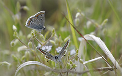 Aricia agestis