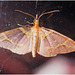 IMG 0097 Moth