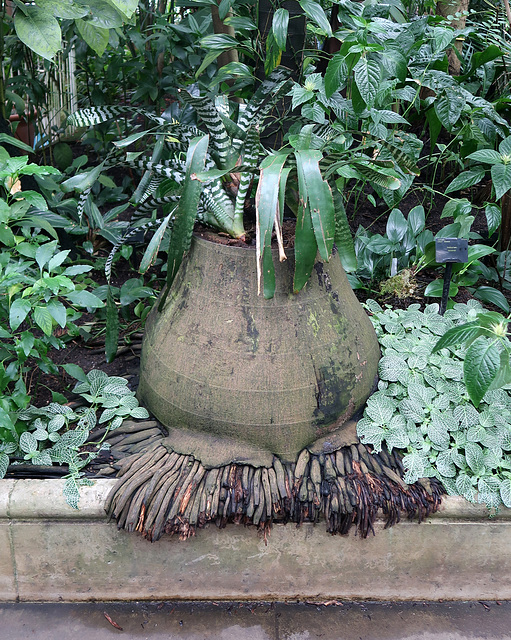 The base of an old palm is now a plant pot