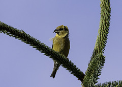 Female Crossbill at Backwater reservoir - cropped