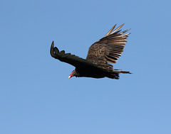 urubu è tête rouge / turkey vulture