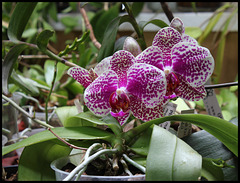 Phalaenopsis  I-Hsin Sun Beauty
