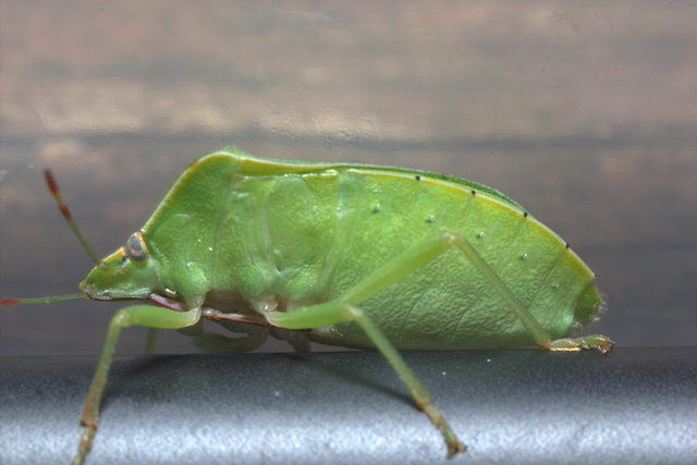 IMG 6003Shieldbug