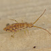 EF7A7708springtail