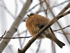 Robin who is cold