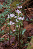 Triphora trianthophoros (Three-birds orchid)