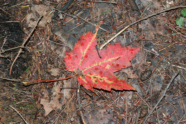 48/50 maple leaf, feuille d'érable 48/50 maple leaf, feuille d'érable