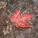 48/50 maple leaf, feuille d'érable