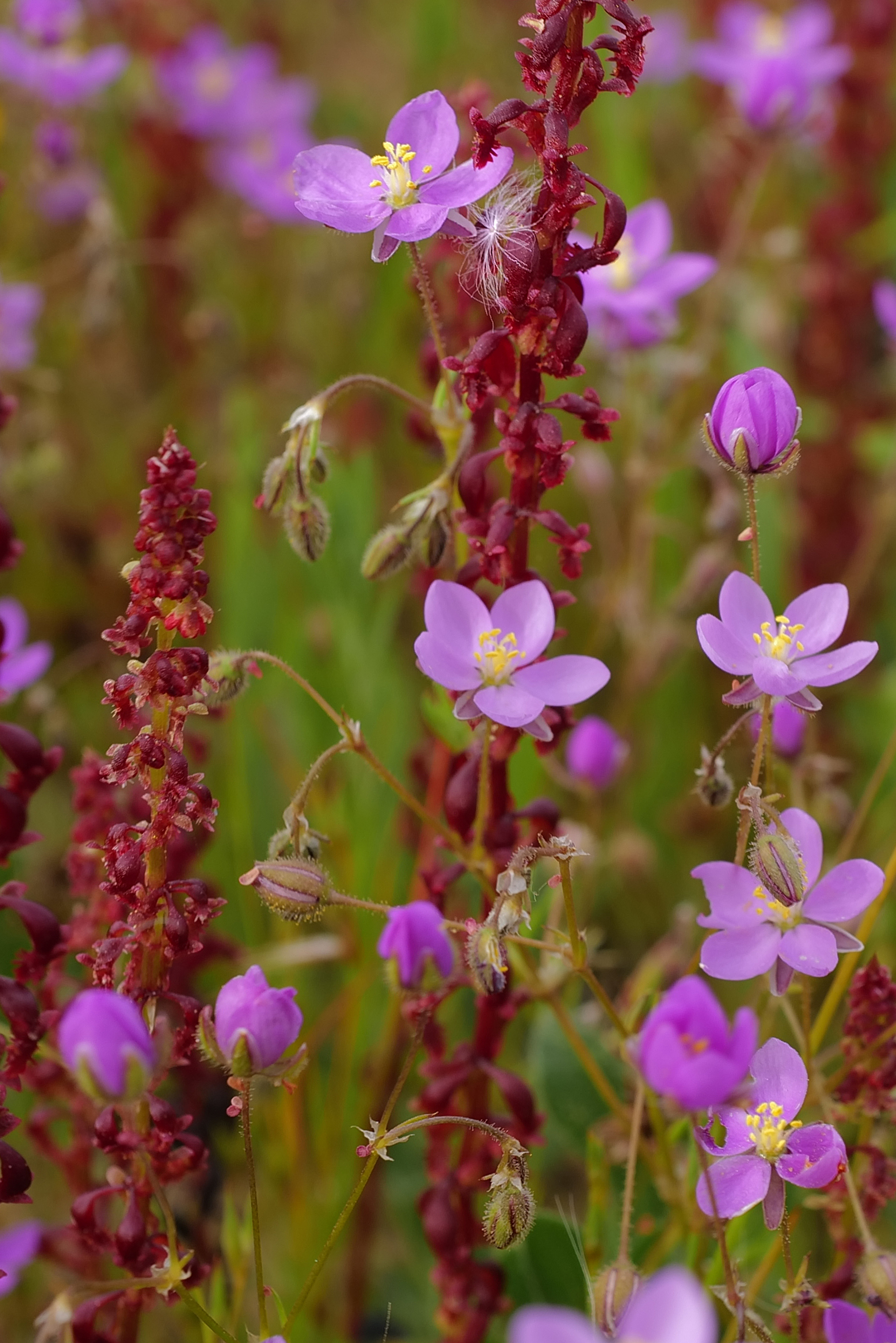 Rumex bucephalophorus, Spergularia purpurea