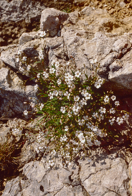 Weiße Silberwurz (Dryas octopetala)