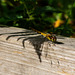 Common Darter Dragonfly