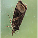 IMG 0059 Moth