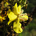 20220923 1747CPw [D~LIP] Königskerze (Verbascum densiflorum), UWZ, Bad Salzuflen