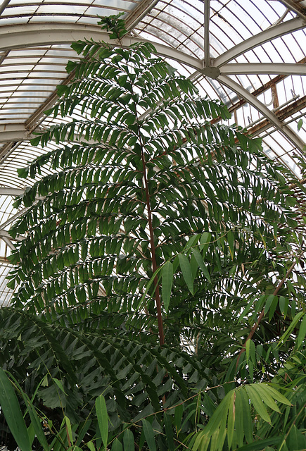 A huge leaf