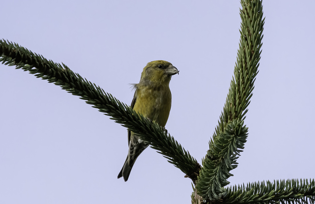 Female Crossbill at Backwater reservoir