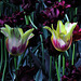 tulips3