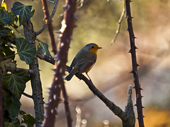 Robin on the brambles