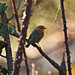 Robin on the brambles