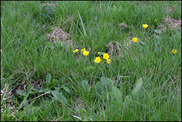 Ranunculus auricomus