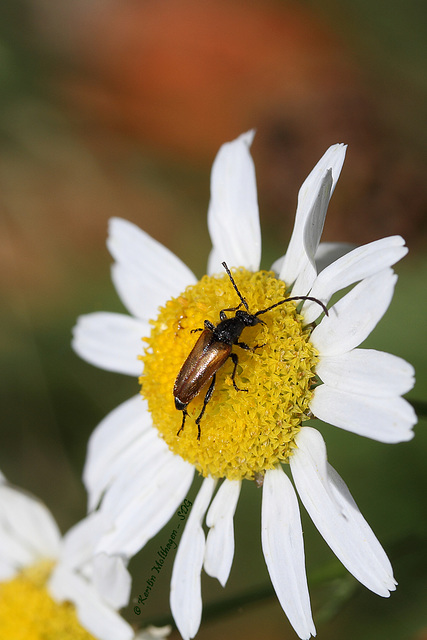 Blüte mit Besucher