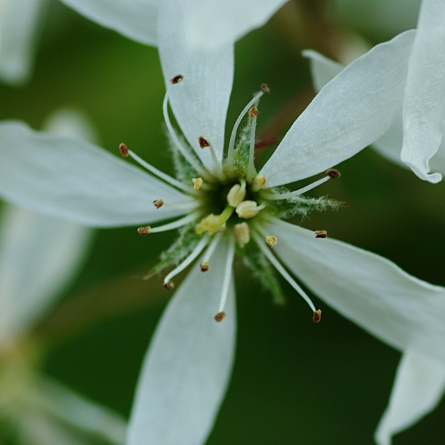 Amelanchier