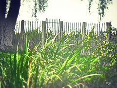 Late Summer Fence
