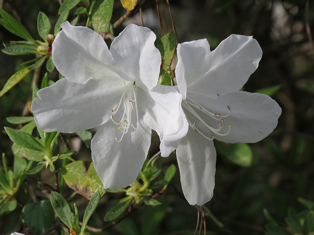 White azalea flowers