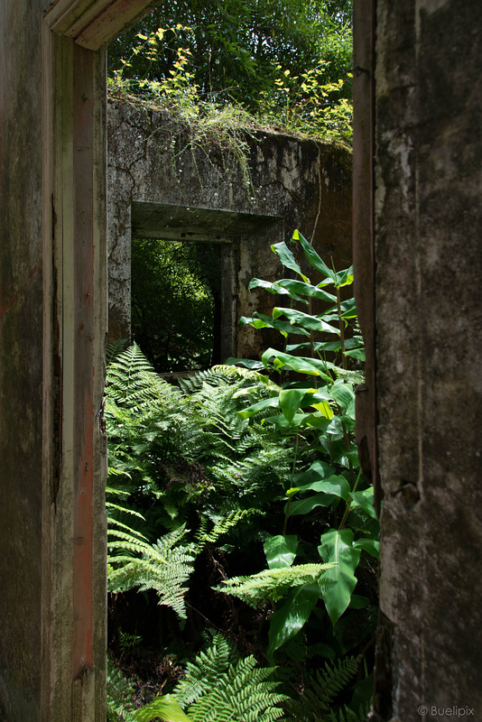 "lost place" im Mata-Jardim José do Canto (© Buelipix)