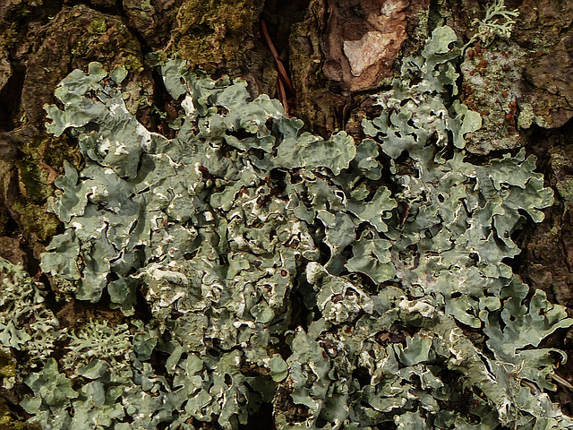 Day 9, lichen on a local walk, Tadoussac