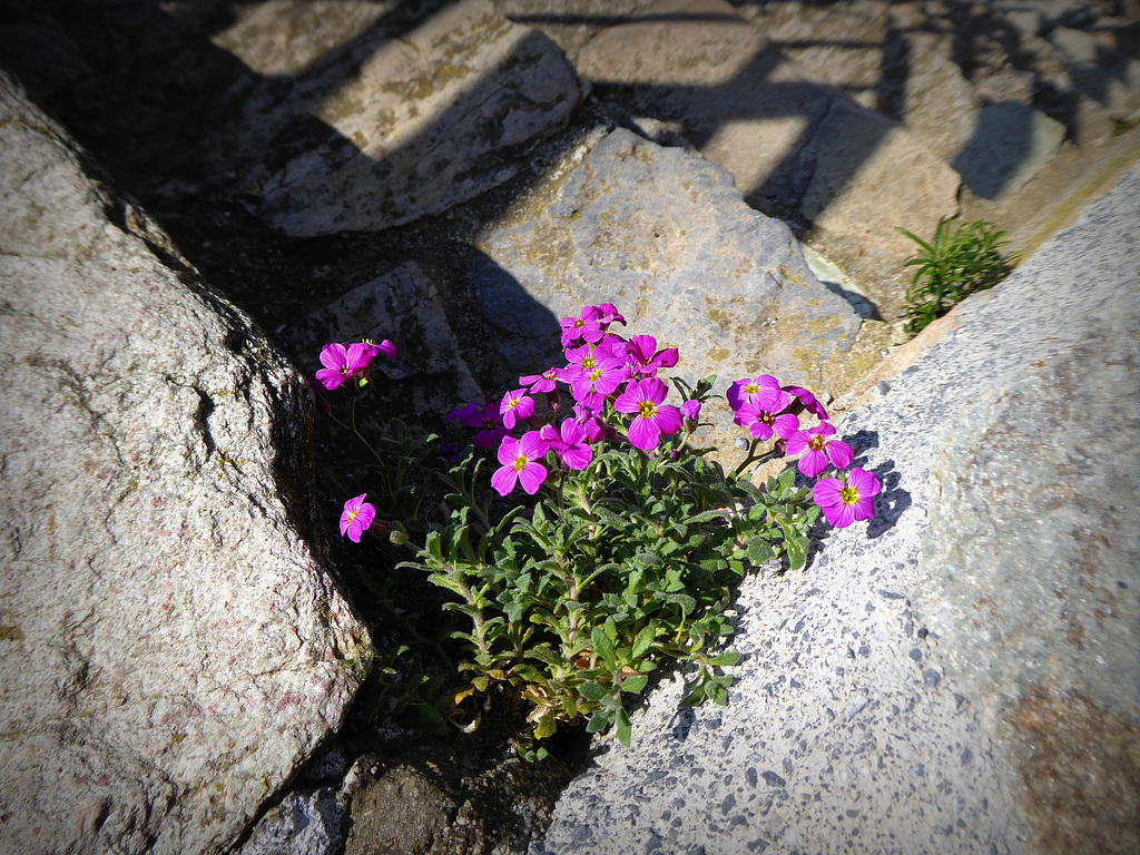 Aubrietia !