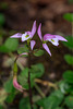 Triphora trianthophoros (Three-birds orchid)