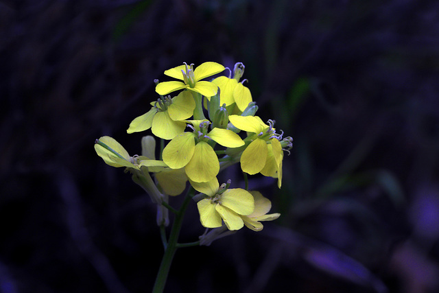 Western Wallflower