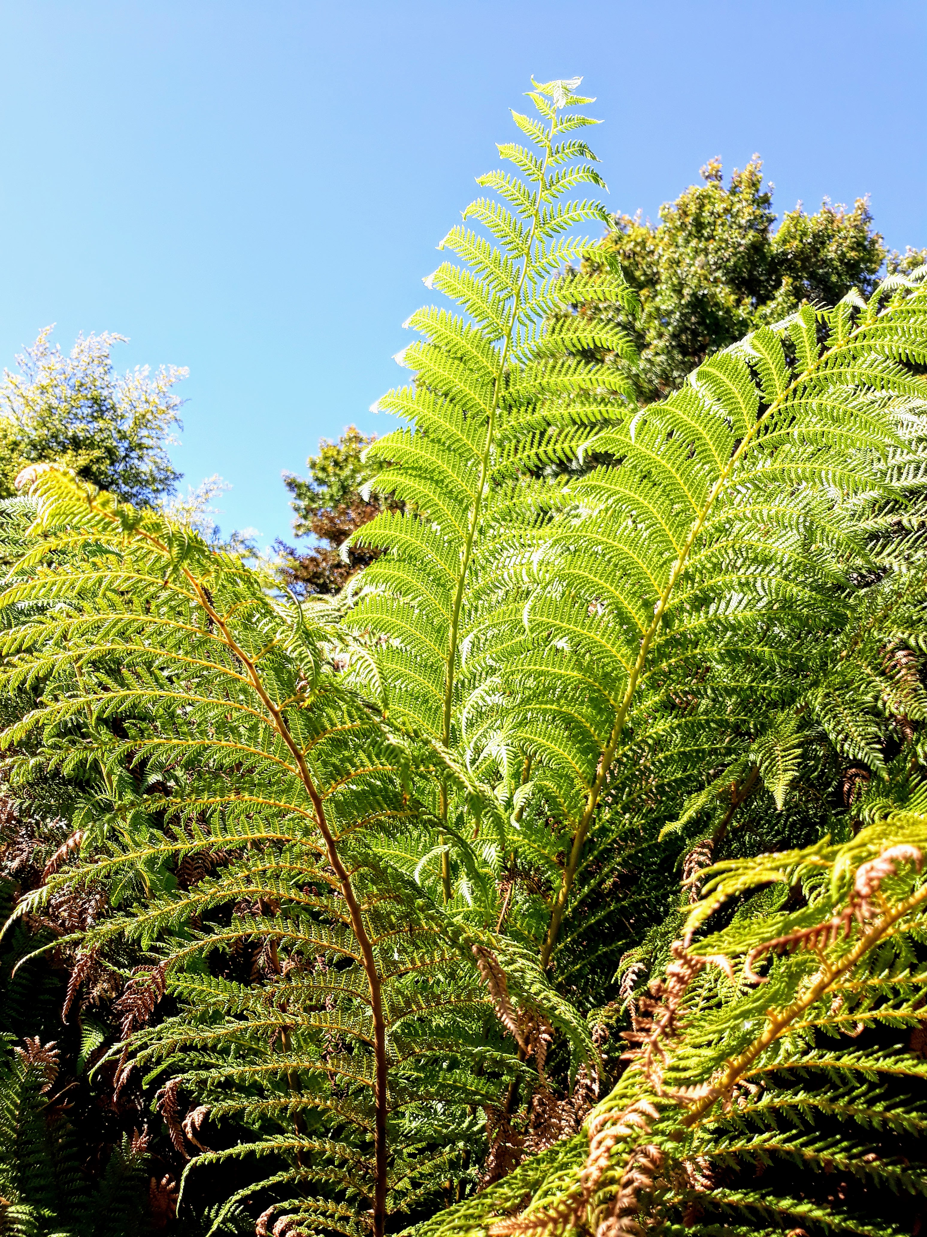 Fern Leaves.