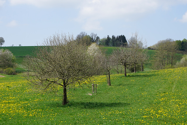 Apfelbäume am Krücker